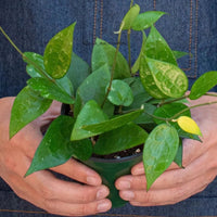 Person wearing a blue apron holding a potted plant from House of Agave