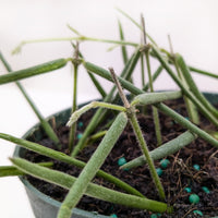 Potted plant with long green stems on a white background