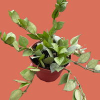 Small potted plant held in a hand against a terracotta background from House of Agave.