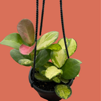 Hand holding a potted plant with green and pink leaves on a terracotta background