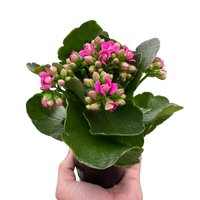 Kalanoche blossfeldiana