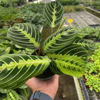 Maranta leuconeura 'Lemon Lime'
