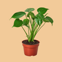 Potted plant with green leaves on geen background from House of Agave.