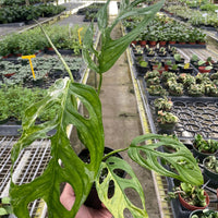 Hand holding a Monstera plant in a greenhouse setting with plants on shelves.
