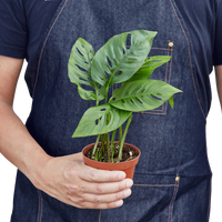 Monstera Adansonii 'Swiss Cheese'