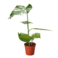 Monstera 'Thai Constellation'