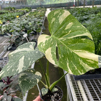 Monstera 'Thai Constellation'