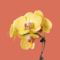 Yellow orchid flower close up with a pink center, on a terracotta background from House of Agave.