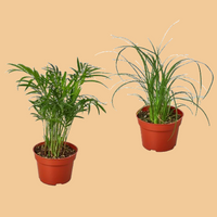 Two potted palm plants on a peach background by House of Agave.