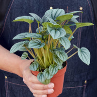 Person holding a potted plant with a plain background