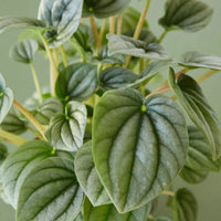 Close-up of a green leafy plant with a plain background