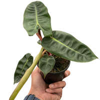 Hand holding a potted plant with large green leaves on a white background