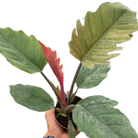 Hand holding a potted plant with large green leaves on a white background
