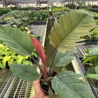 Person holding a potted plant in a greenhouse setting