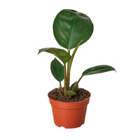 Potted plant with large green leaves on a white background