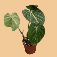 Potted plant with green leaves held in a hand against a white background