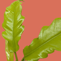 Close-up of two green leaves on a white background