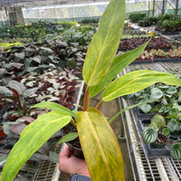 Person holding a potted plant with yellow leaves in a greenhouse setting