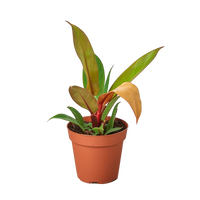 Philodendron erubescens 'Prince of Orange'