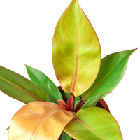 Philodendron erubescens 'Prince of Orange'