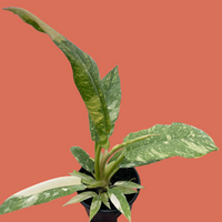 Potted plant with green and white leaves held by a hand on a terracotta background from House of agave.