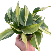 Hand holding a potted plant with green and yellow leaves on a white background