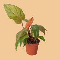 Potted plant with green and orange leaves on a white background from House of Agave.