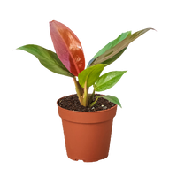 Potted plant with red and green leaves on a white background by House of Agave.