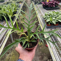 Hand holding a potted plant in a greenhouse setting