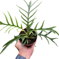 Hand holding a potted plant with a white background