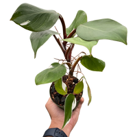 Philodendron 'White Knight'