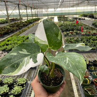 Potted plant held in a greenhouse setting with other plants and greenery from House of Agave.