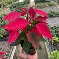 Hand holding a potted poinsettia plant in a greenhouse setting at House of Agave.
