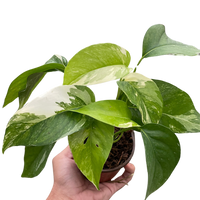 Hand holding a potted plant with green leaves on from House of Agave.
