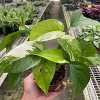 Person holding a potted plant with a greenhouse filled with various plants in the background from House of Agave.