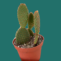 Hand holding a potted cactus plant from House of Agave