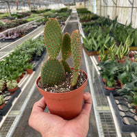 Opuntia microdasys 'Bunny Ear Cactus'