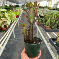 Hand holding a potted plant in a greenhouse setting from House of Agave.