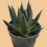 Hand holding a potted succulent plant against a peach background from House of Agave.