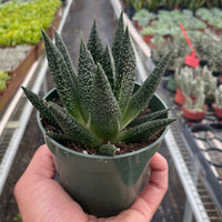 Person holding a potted succulent plant in a greenhouse setting
