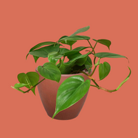 Green potted plant on a white background