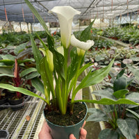 Potted plant with white flower held in a greenhouse setting