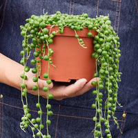Person holding a potted string of pearls plant from House of Agave.