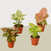 Syngonium Arrowhead Varieties in  4" Pots - 4 Pack