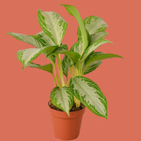 Potted plant with green and white leaves on a terracotta background from House of Agave.