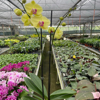 Yellow orchid held in a greenhouse with other plants in the background from House of Agave.