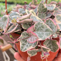 Heart-shaped leaves with pink edges held by a hand in front of a blurred plant background from House of Agave.