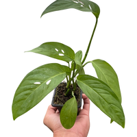 Monstera Adansonii 'Swiss Cheese'