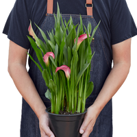 Person holding a potted plant with pink flowers and green leaves, wearing a dark apron.