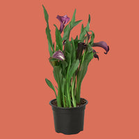 Potted plant with purple flowers and green leaves on a white background